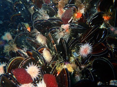 Giant Mussels