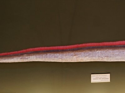 Giant Oarfish