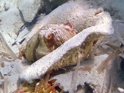 Giant Queen Conch