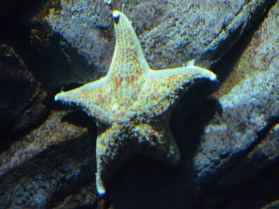 Giant Red Sea Urchin