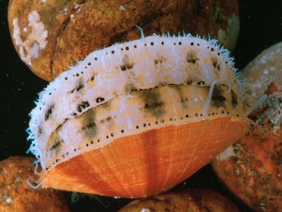 Giant Scallop
