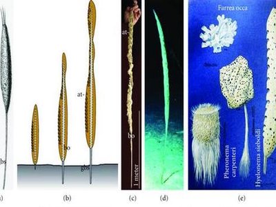 Giant Sea Sponges