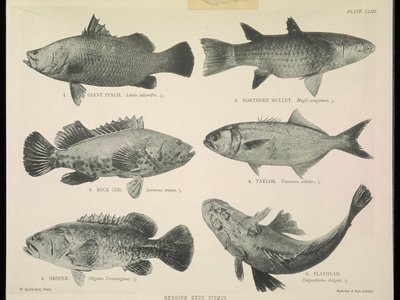 Giant Serranus