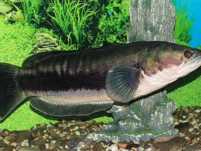 Giant Snakehead