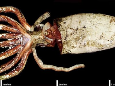 Giant Squid