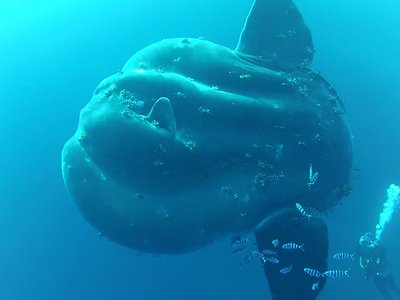 Giant Sunfish
