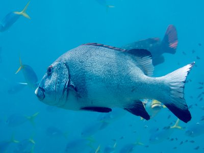 Giant Sweetlip