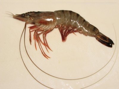 Giant Tiger Prawn
