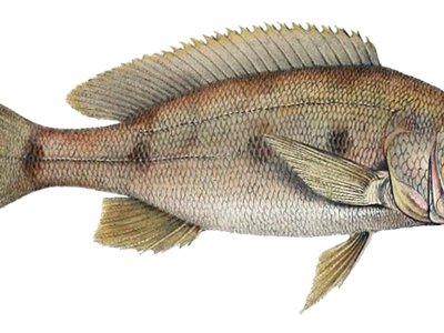 Giant Tilapia