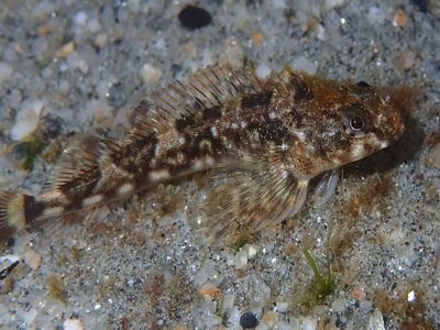 Giant Triplefin