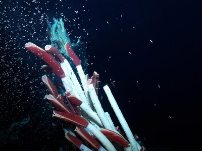Giant Tube Worm