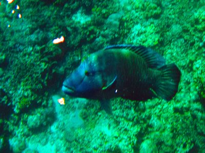 Giant Wrasse