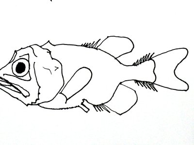 Gibberichthys