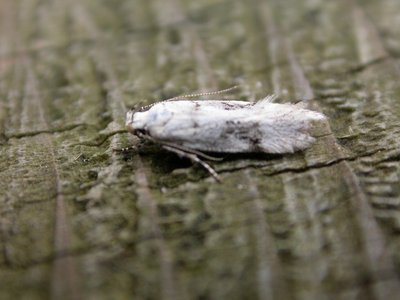 Gibbosa