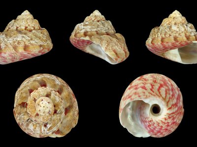 Gibbula