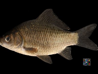 Gibel Carp