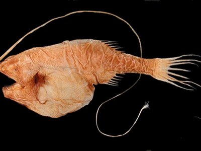 Gigantactis
