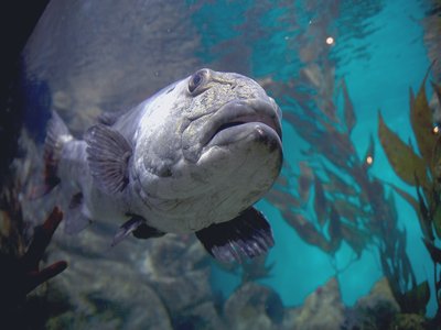 Gigas Sea Bass