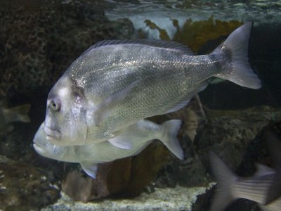 Gilthead Bream
