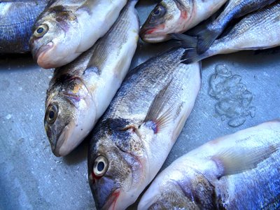 Gilthead Sea Bream