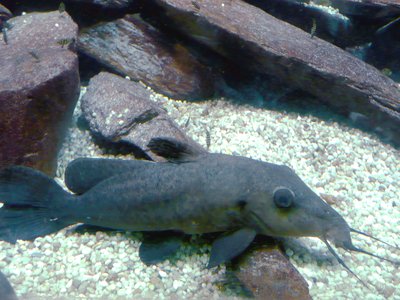 Giraffe Catfish