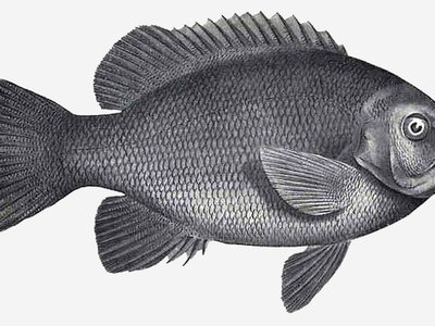 Girella Elevata