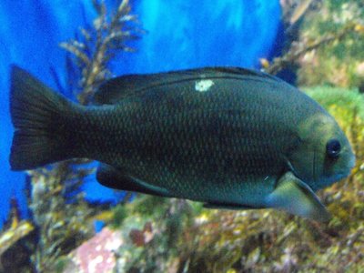 Girella Nigricans