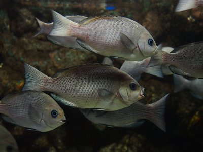 Girella punctata