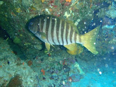 Girella zebra