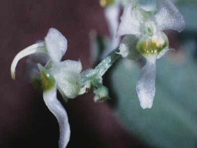 Gladiatus