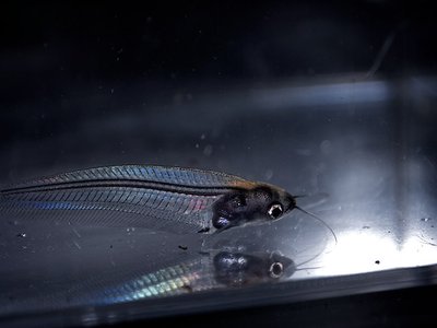 Glass Catfish