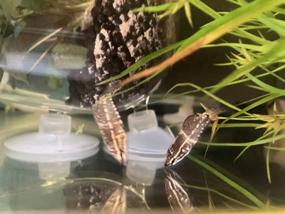 Glass Gourami