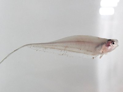 Glass Knifefish