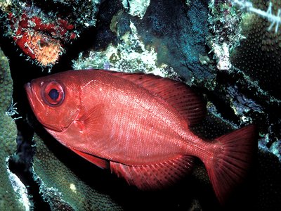 Glasseye Snapper