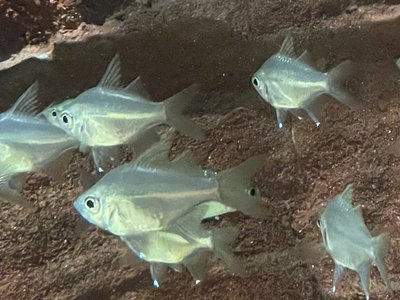Glassfish