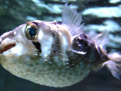 Globefish