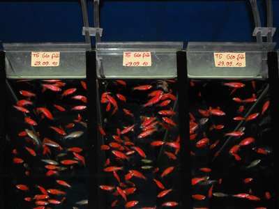 Glofish