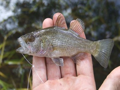 Glossamia aprion