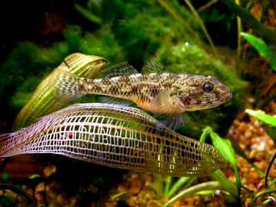 Glossogobius