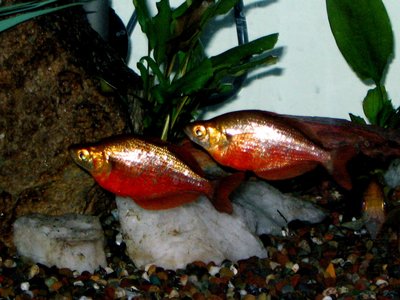 Glossolepis Incisus