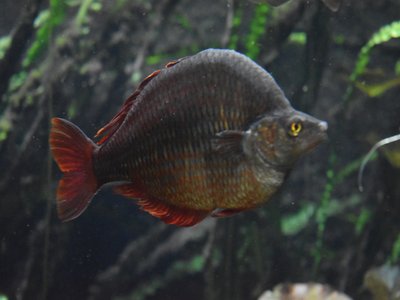 Glossolepis