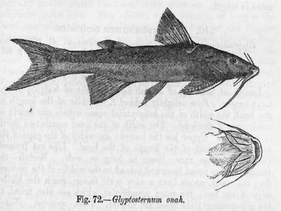 Glyptothorax
