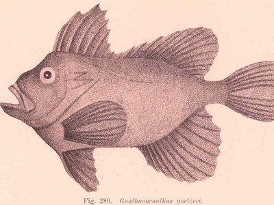 Gnathanacanthus