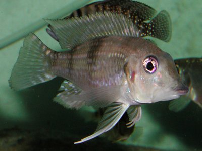 Gnathochromis