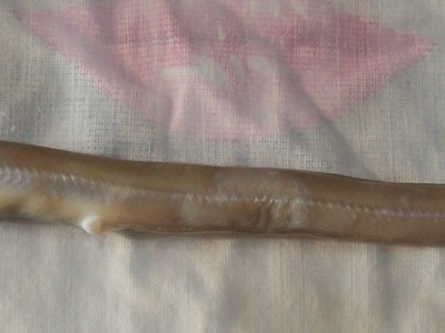 Gnathophis