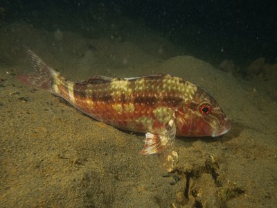 Goatfish