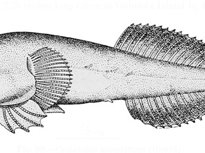 Gobiesox maeandricus