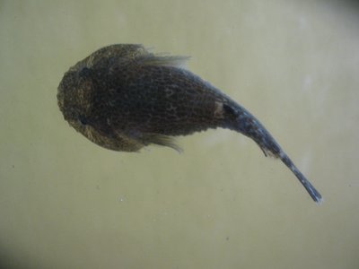 Gobiesox strumosus