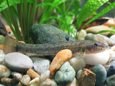 Gobio albipinnatus
