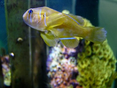 Gobiodon citrinus
